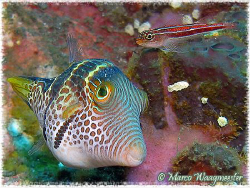 "Two Eyes" - Saddled Toby & Striped Triplefin (Canon G9, ... by Marco Waagmeester 